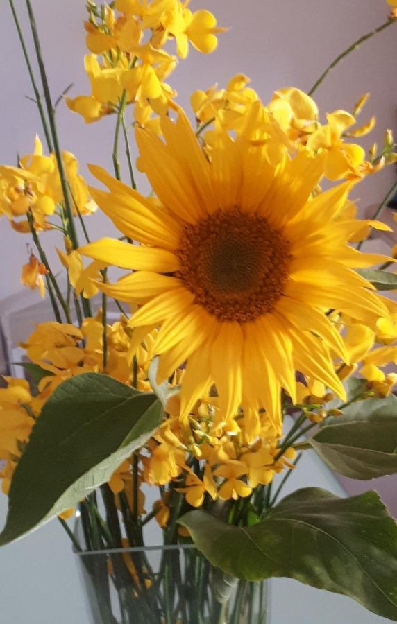 Il Girasole Del Lago Piediluco Kültér fotó
